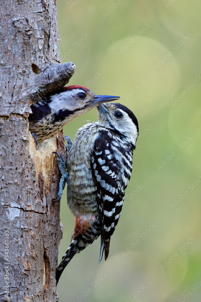 接吻鸟，雄性红头啄木鸟和雌性黑头白脸啄木鸟栖息在一起