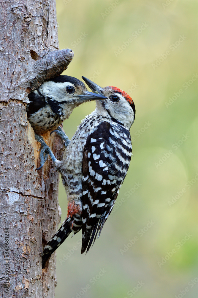 一只长着读书头的雄鸟栖息在树上，他的宝宝面朝洞外的巢穴，可爱的动物家族