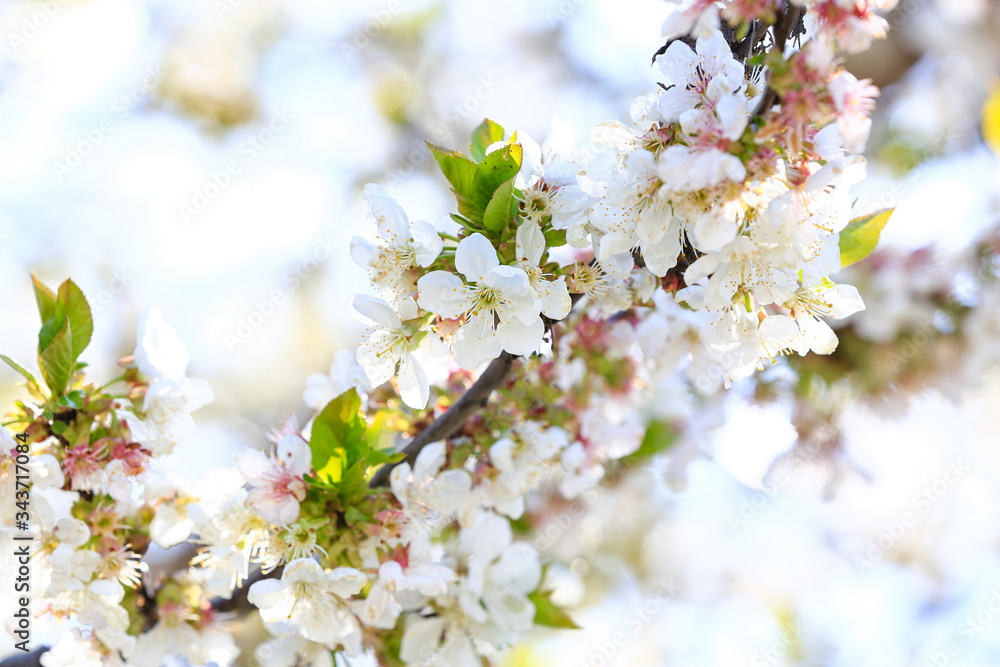 春日户外美丽的开花树，特写