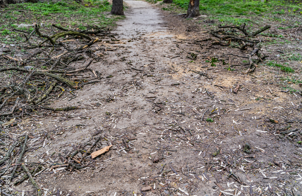 城市公园小径上修剪的树枝堆。公园的春季清洁。卫生修剪tr