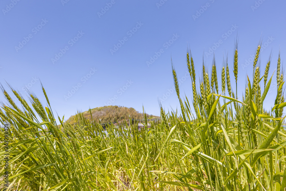 畑で成長中の瑞々しい麦