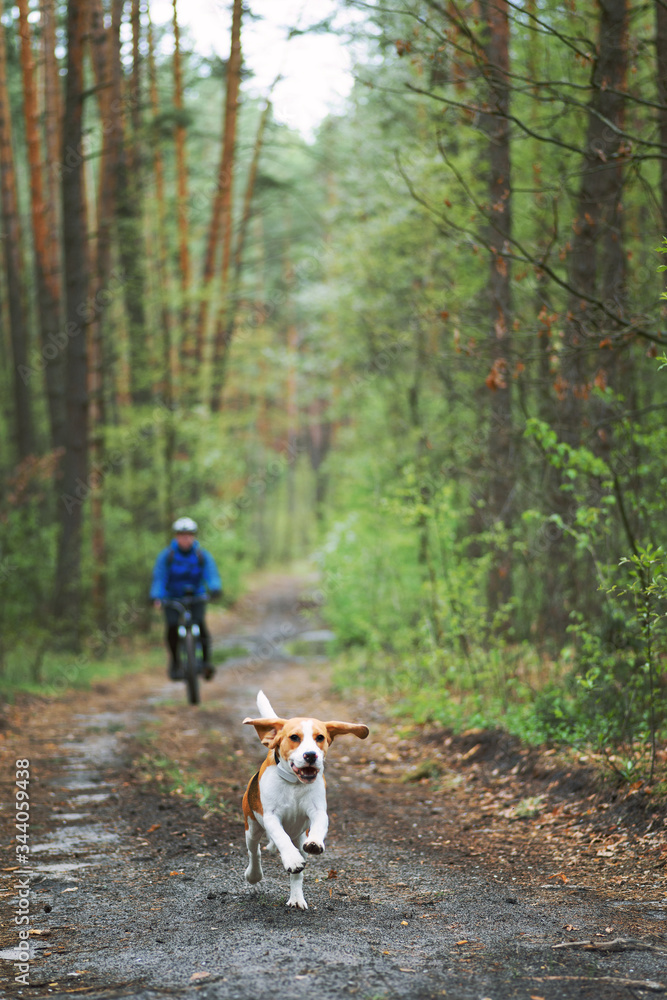 快乐的比格犬和骑自行车的主人在森林里奔跑。比格犬总是一个活跃的伙伴