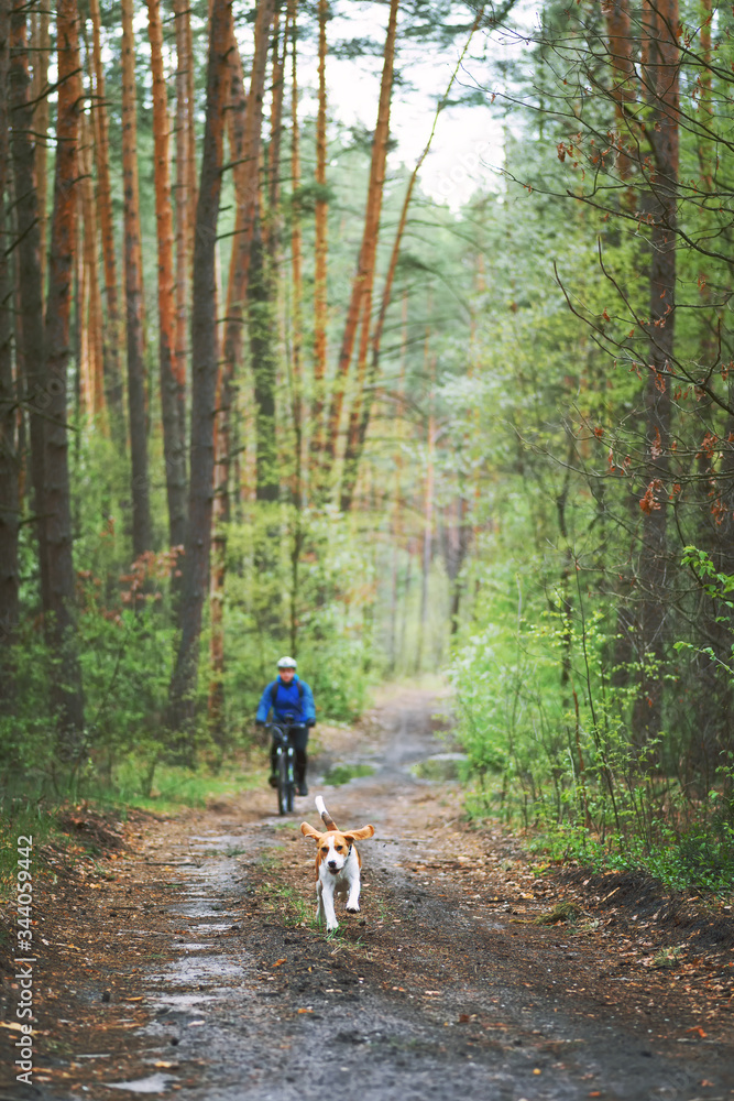 快乐的比格犬和骑自行车的主人在森林里奔跑。比格犬总是一个活跃的伙伴