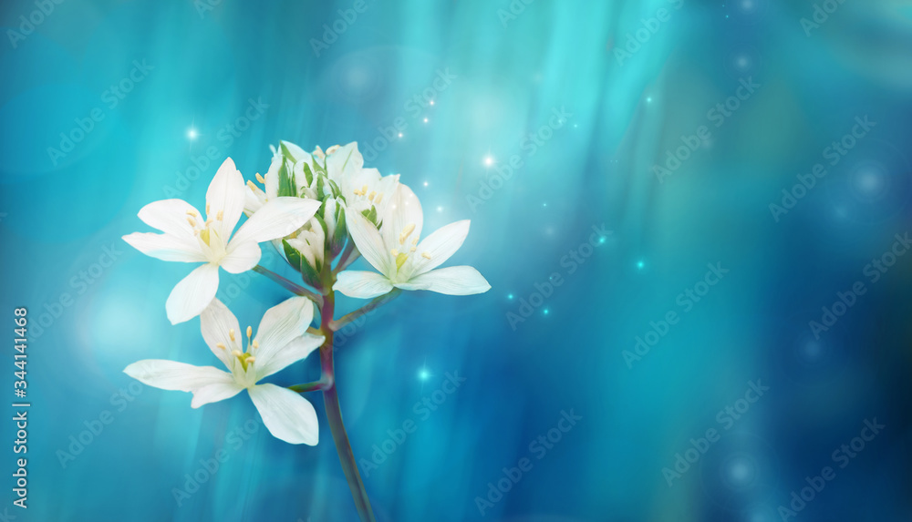 Beautiful white flower on blue background in spring or summer. Fantasy or magic wildlife image.