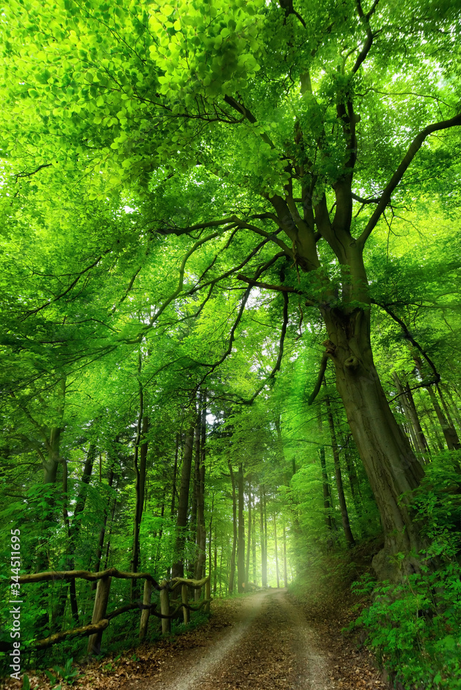 雄伟的山毛榉树，坐落在一条小路旁，通向一片绿色阴凉的森林中一个明亮的薄雾点，光线柔和