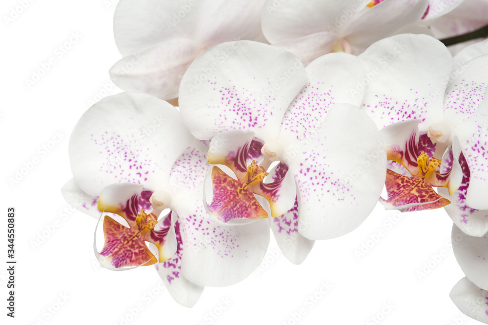 美丽的一束白兰花。一束奢华的热带白兰花-蝴蝶兰-w