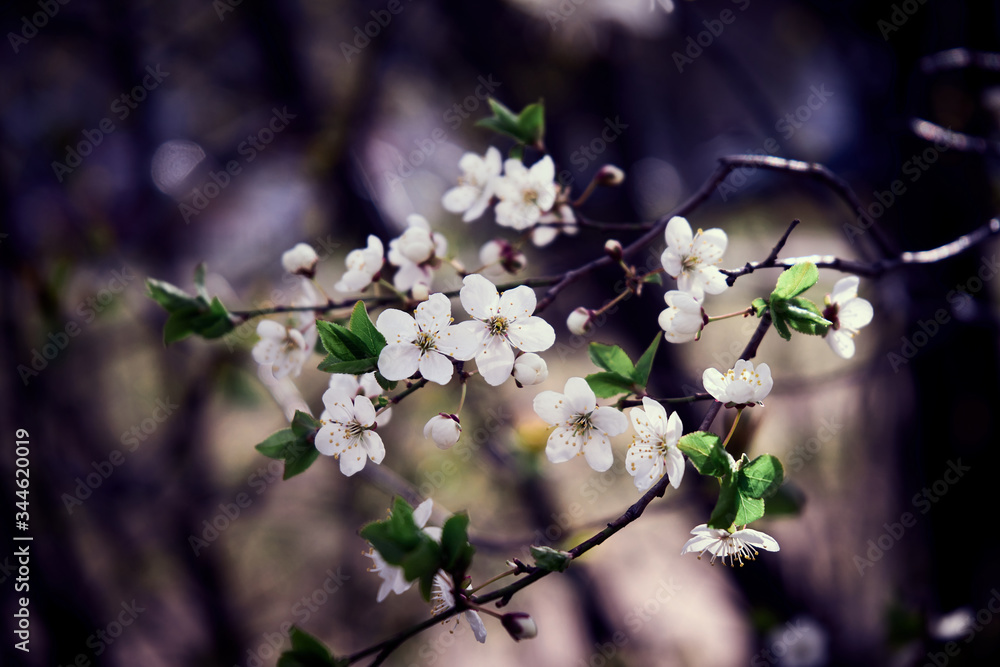 白色花瓣和绿色叶子的特写照片。樱花盛开。选择性