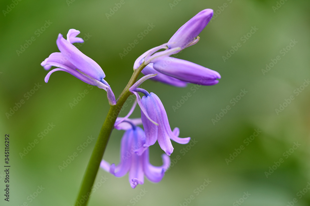 Elegant bluebell with vivid and beautiful purple and violet colours