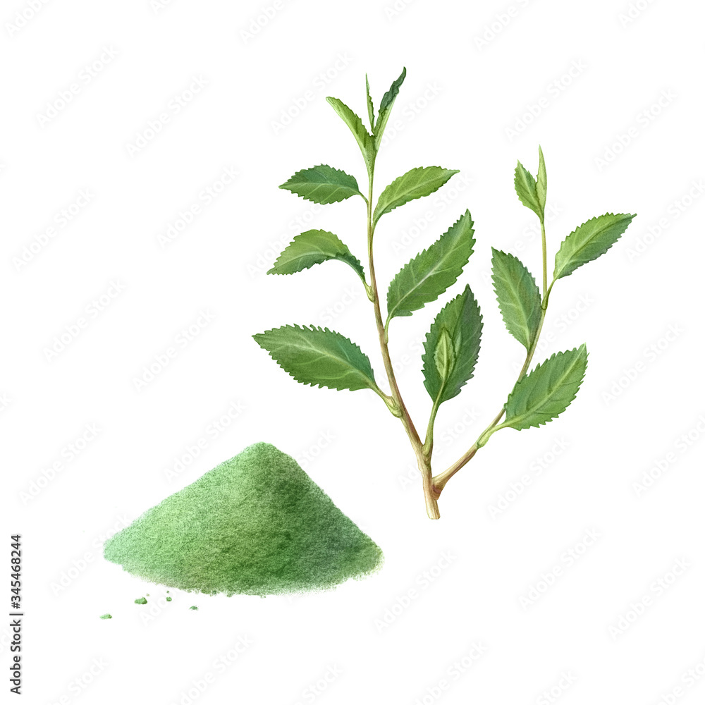 Matcha Green Tea Hand Drawn Pencil Illustration Isolated on White