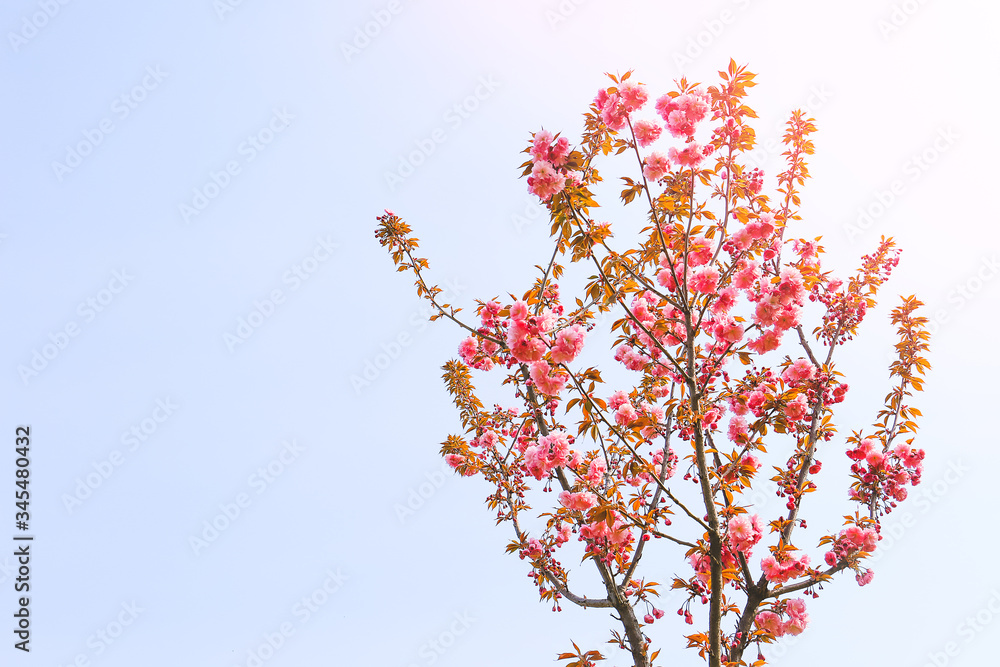 春日里美丽的开花树