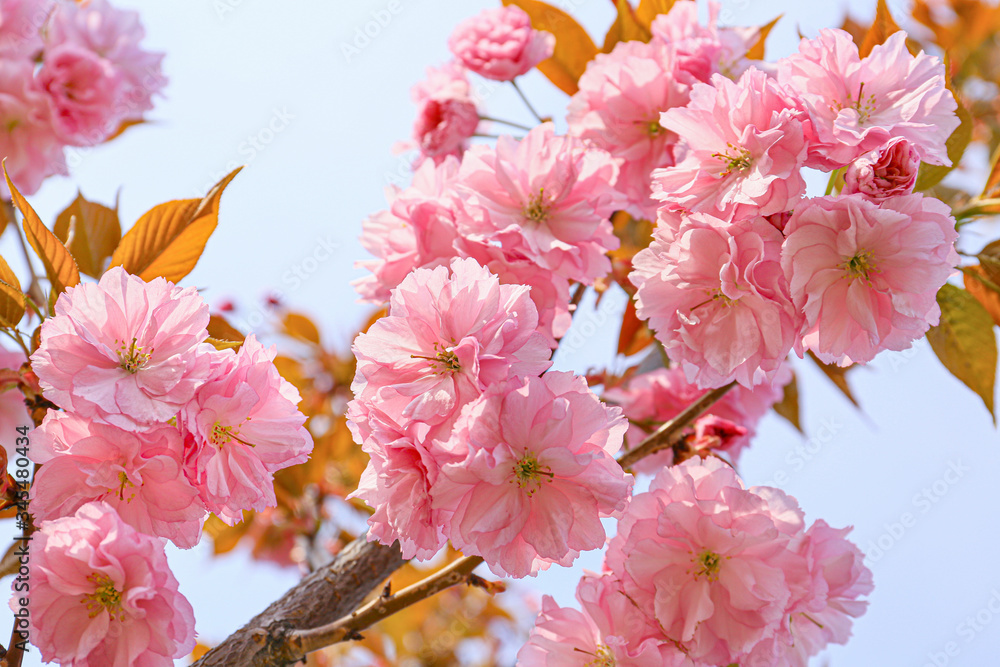 春日美丽的开花树，特写