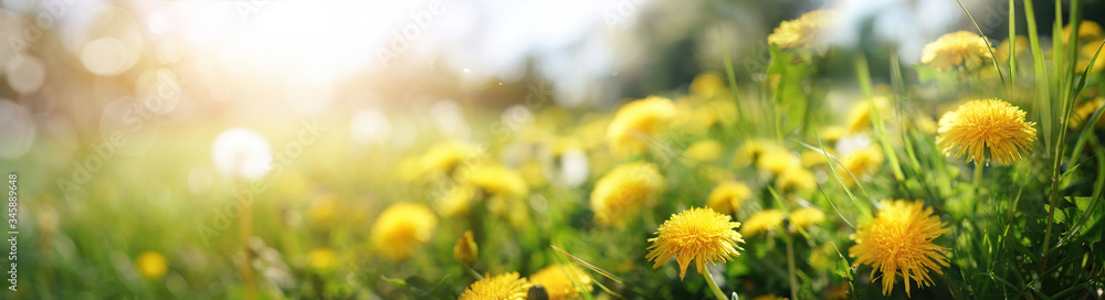 Many yellow dandelion flowers on meadow in nature in summer close-up macro in rays of sunlight at su