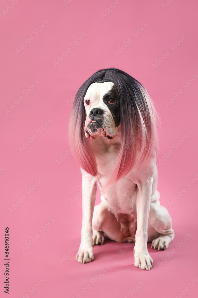 彩色背景戴假发的有趣狗狗