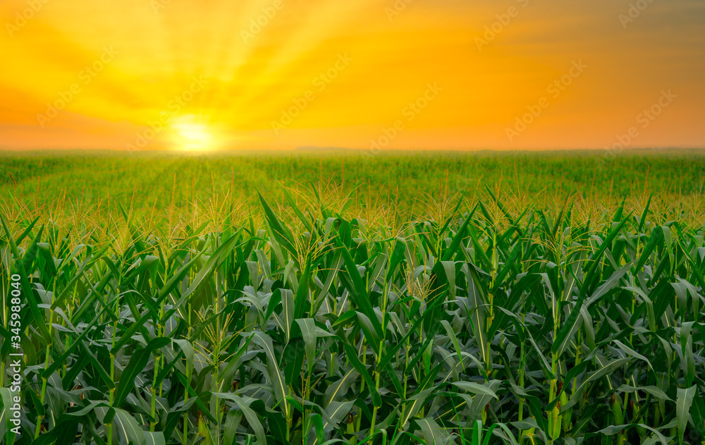green corn field in agricultural garden and light shines sunset
