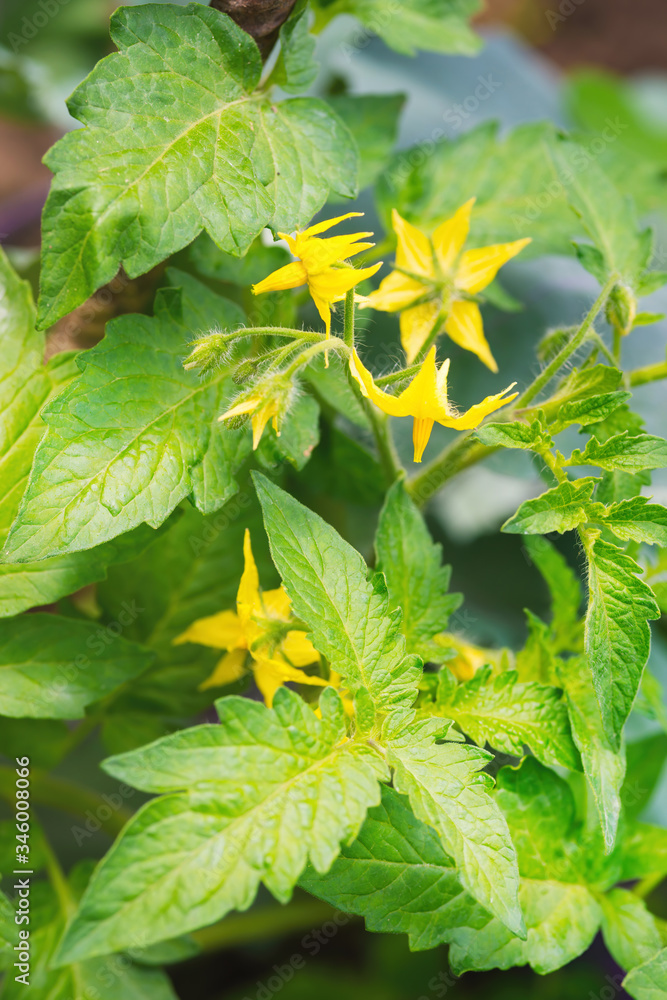 温室里开着一束黄色的番茄花。特写。ba里有绿色的叶子和茎