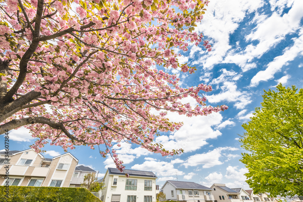 住宅街に咲く満開の桜