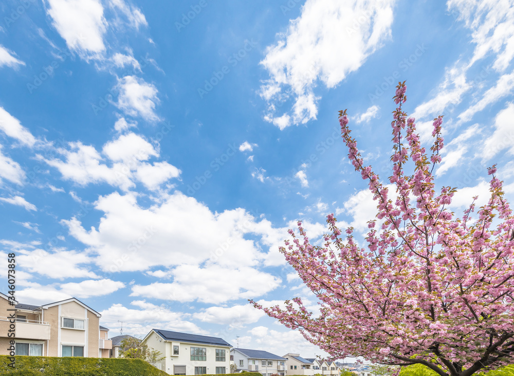 住宅街に咲く満開の桜