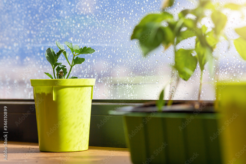 窗台上的植物过程。窗户上的幼苗。小芽。园艺生长的植物。