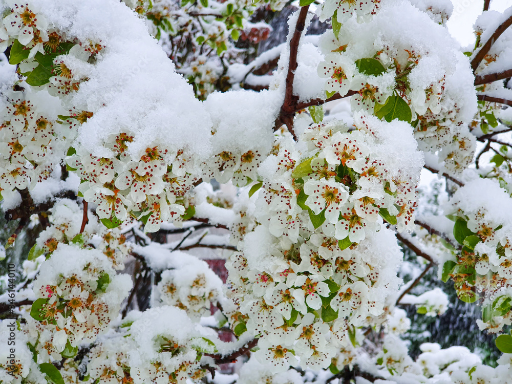 特写：精致的白色樱花被厚厚的冰雪覆盖。