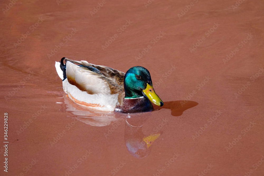 CLOSE UP: Beautiful young mallard swims around a red colored lake on sunny day.