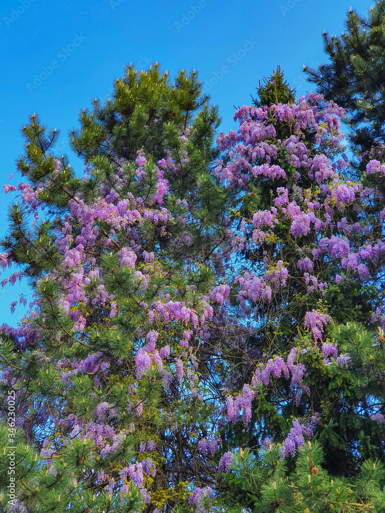 垂直：云杉树冠上盛开着绚丽的紫色花朵的风景照片