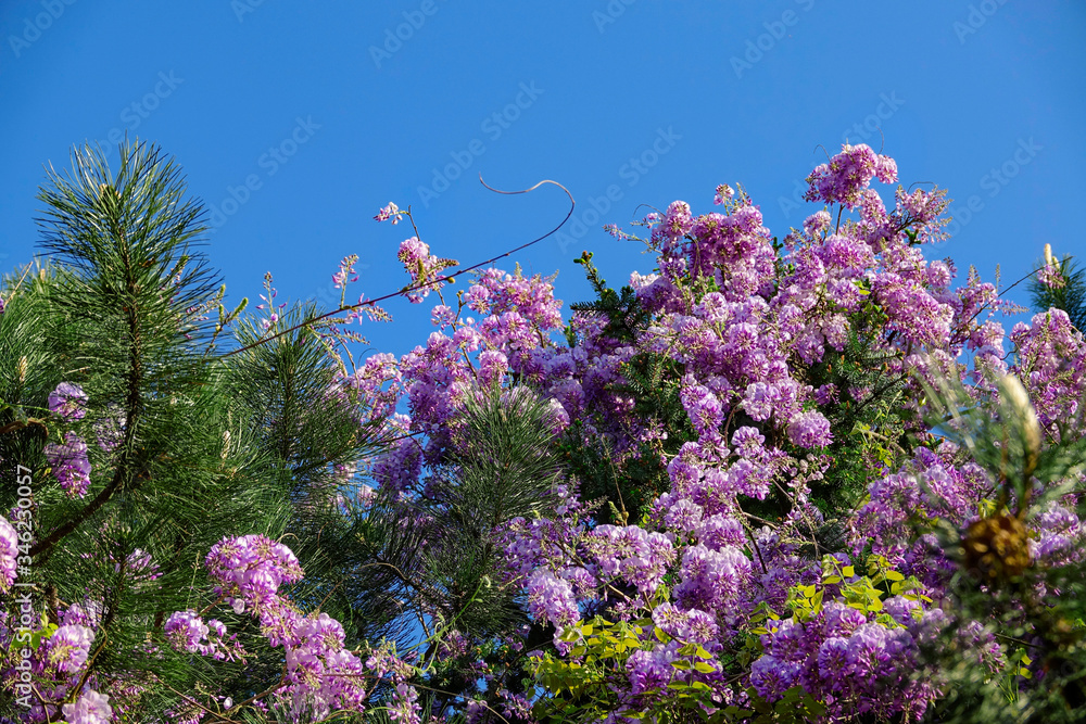 特写：云杉树冠上开满华丽的紫色花朵的风景照片