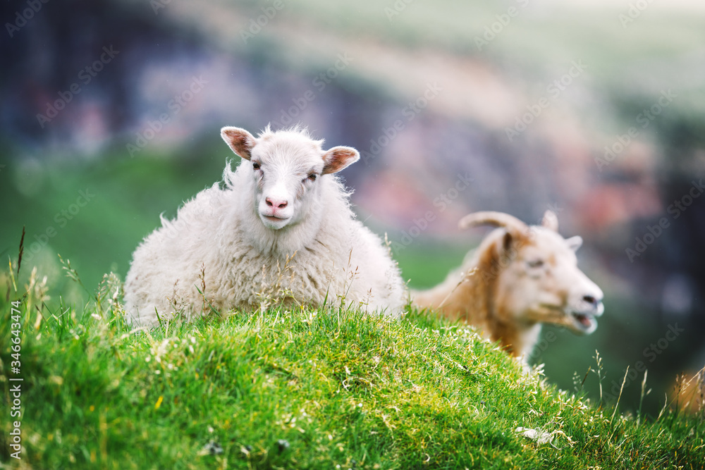 丹麦法罗群岛绿草草地上的两只绵羊。动物摄影