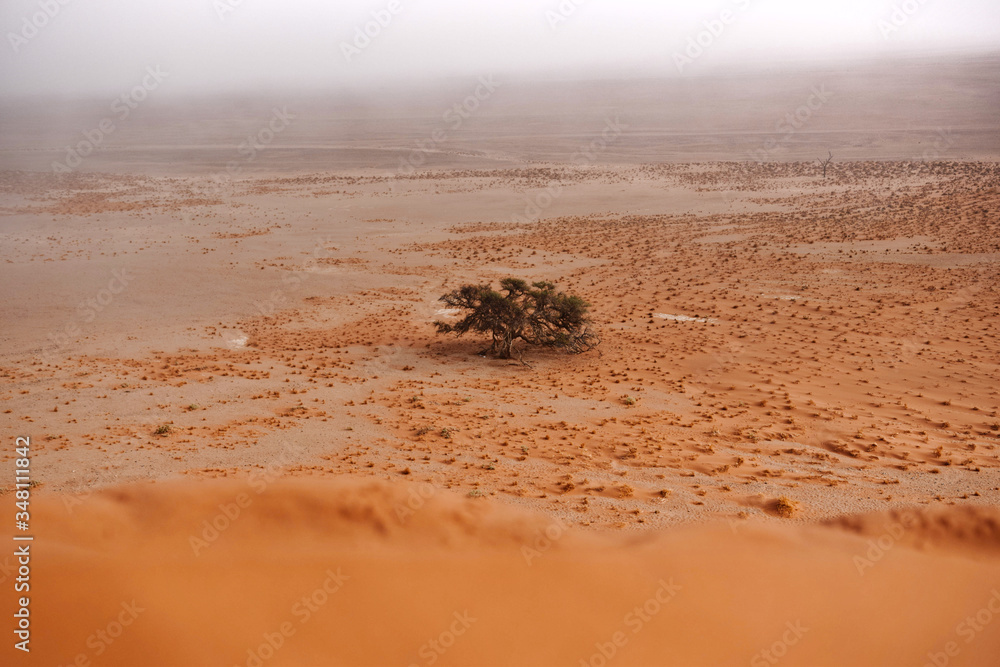 Lonely tree in a desert under a dune