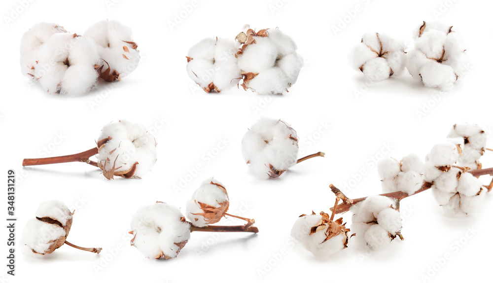 白色背景上美丽的棉花花