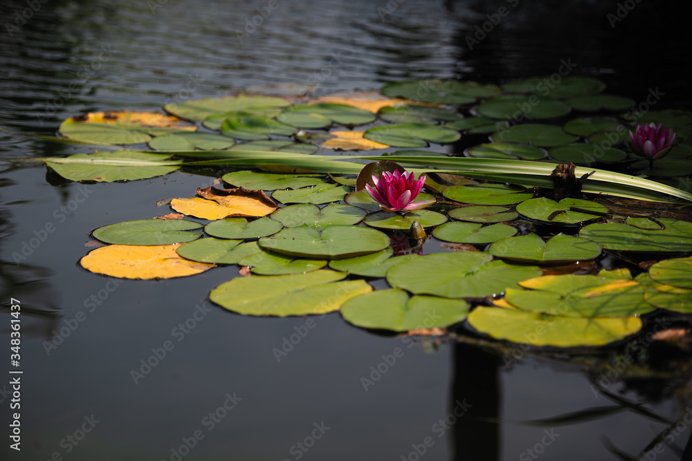 睡莲长在湖面上，美丽的花朵长在水面上，水草，绿叶，碧水