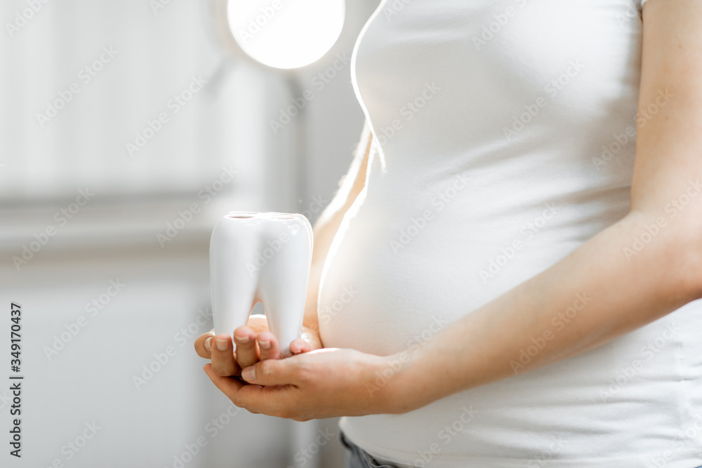Pregnant woman holding tooth model near her belly, close-up view. Concept of a dental health during 