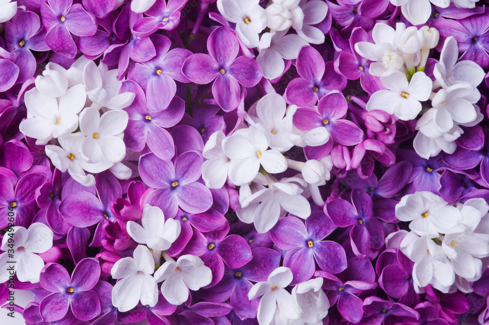 一束混色盛开的淡紫色花朵背景。盛开的全画幅多色细节