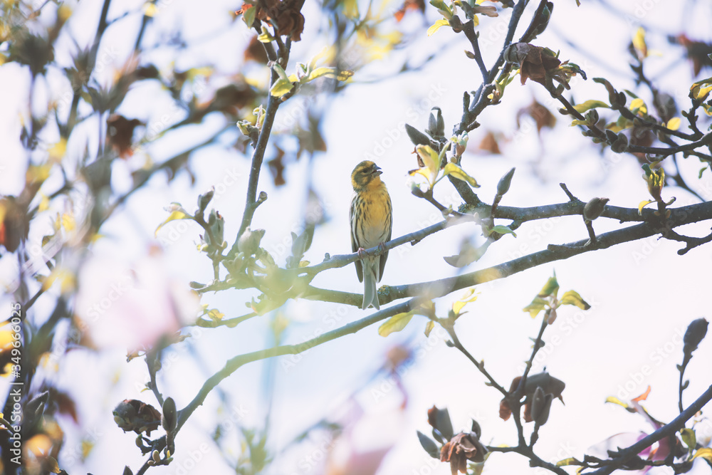 花树上的黄色小鸟特写。鸟类摄影