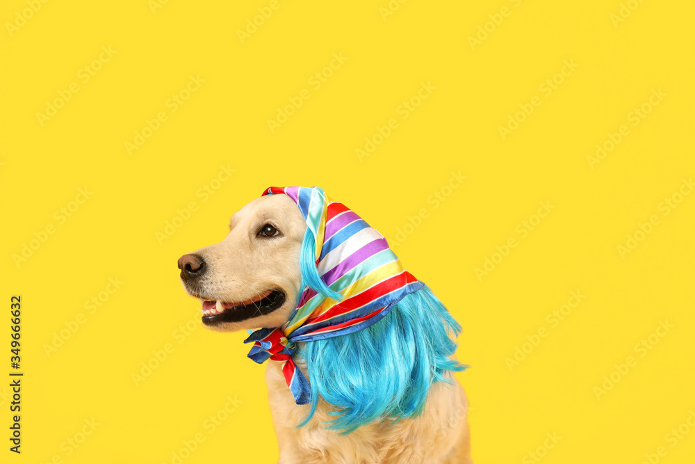 Funny dog in wig and scarf on color background