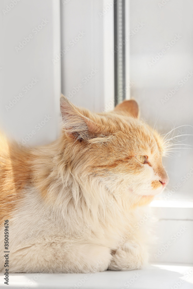 窗台上可爱有趣的猫