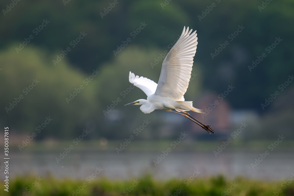 白鹭，白鹭，在湖面上飞翔。自然栖息地的水鸟