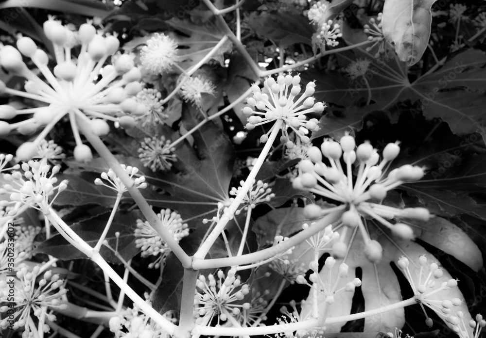 花蕾。春天被风吹动的花蕾的黑白特写照片