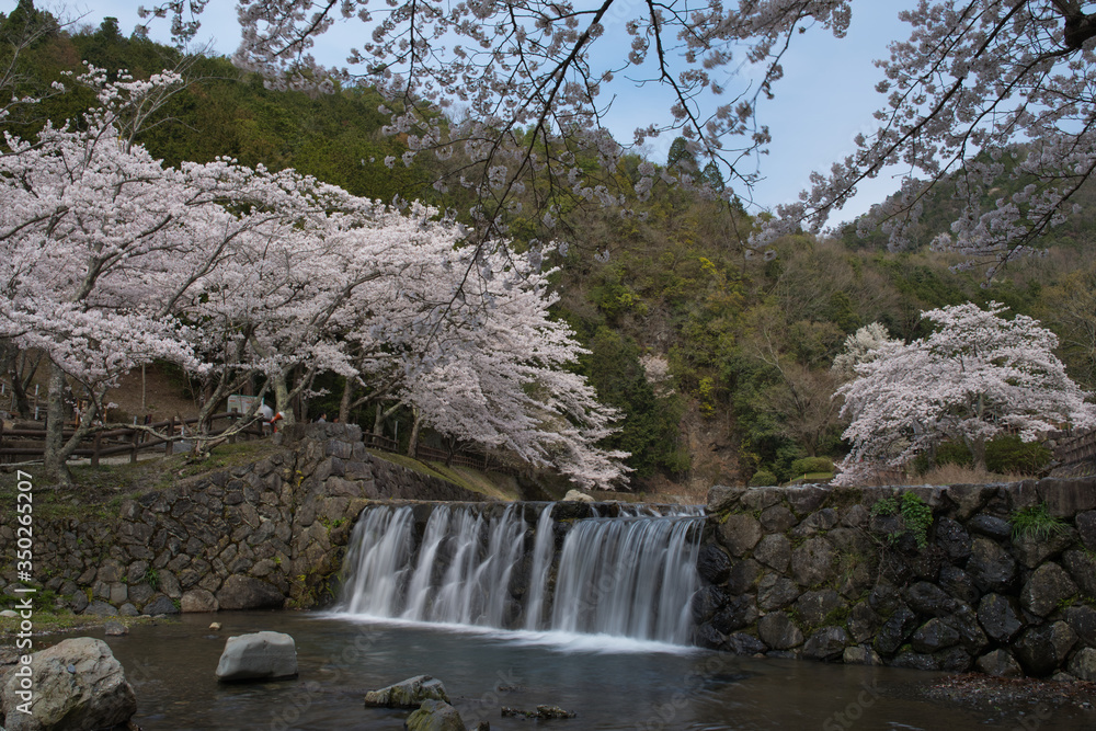 京都亀岡　和らぎの道　七谷川沿いの桜