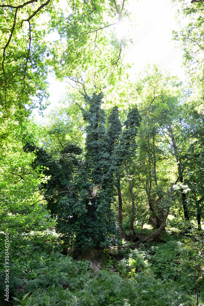 爱琴海希腊萨莫特拉基岛Therma地区的Platanus（梧桐）森林