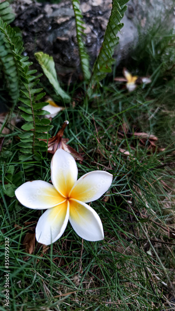 阳光明媚的日子里，自然背景下的黄白色和花朵Frangipani，Plumeria