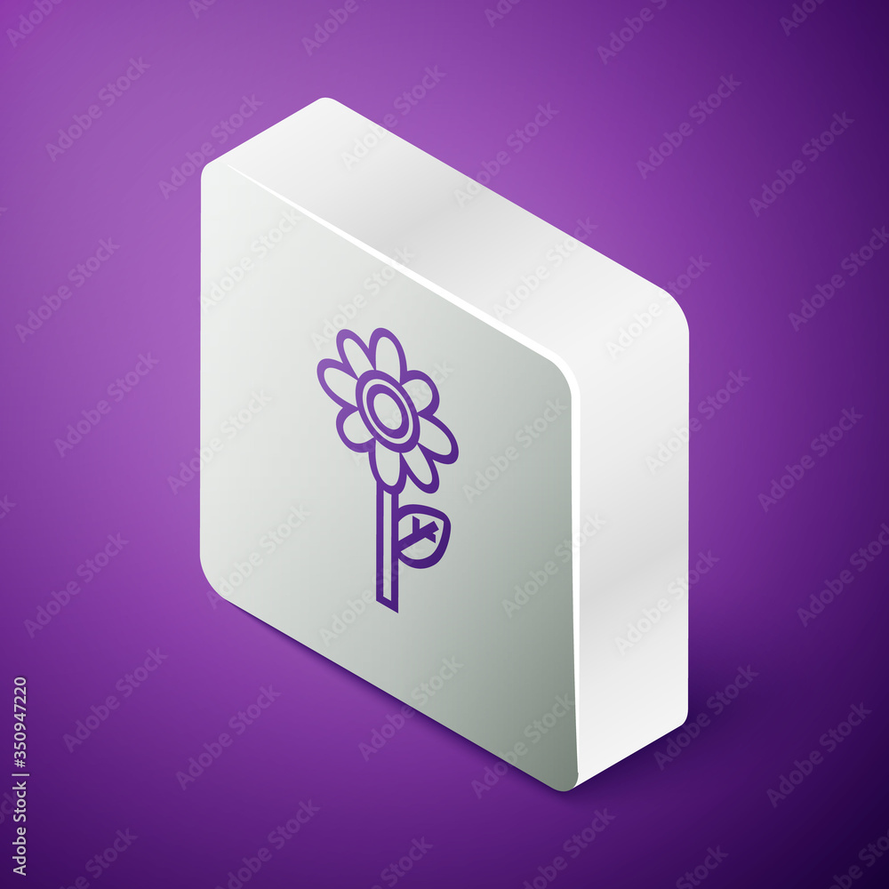 等距线花朵图标隔离在紫色背景上。银色方形按钮