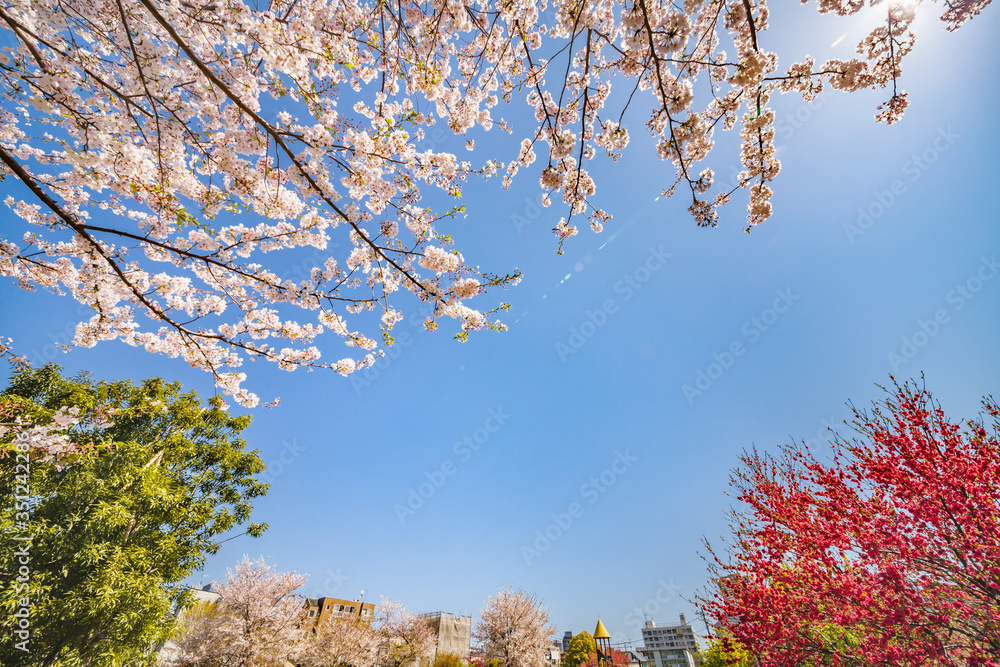 都会に咲く綺麗な桜