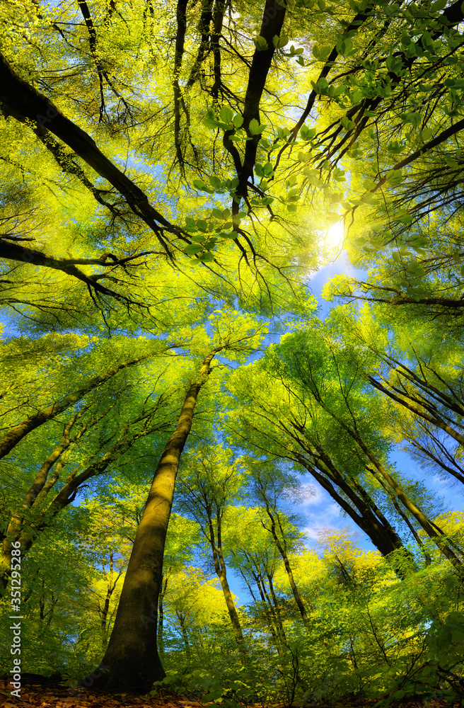 山毛榉森林中的树冠，有着清新的绿叶和阳光，壮丽的超广角向上看