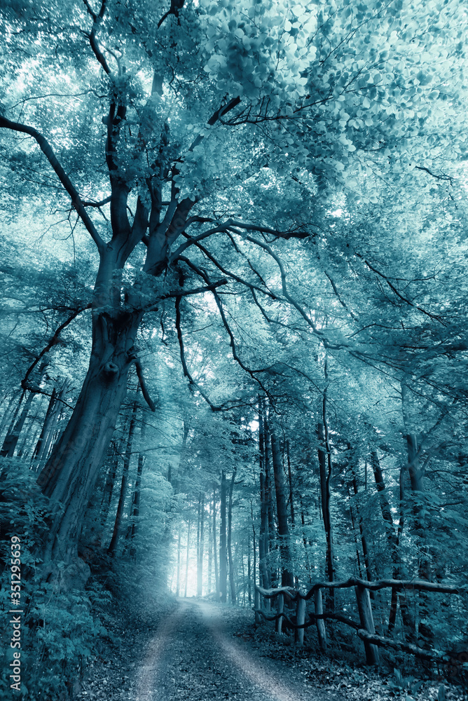 梦幻、朦胧的森林风景，色调单色凉爽，一棵大树下的小路通向int