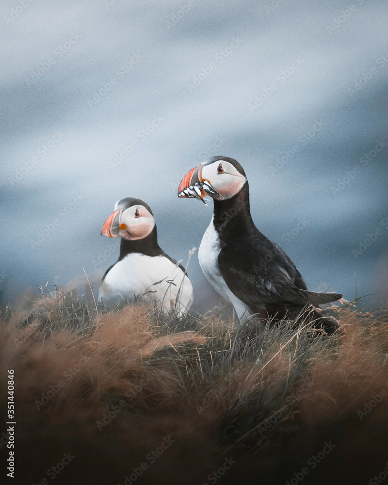 冰岛草地上可爱的海雀