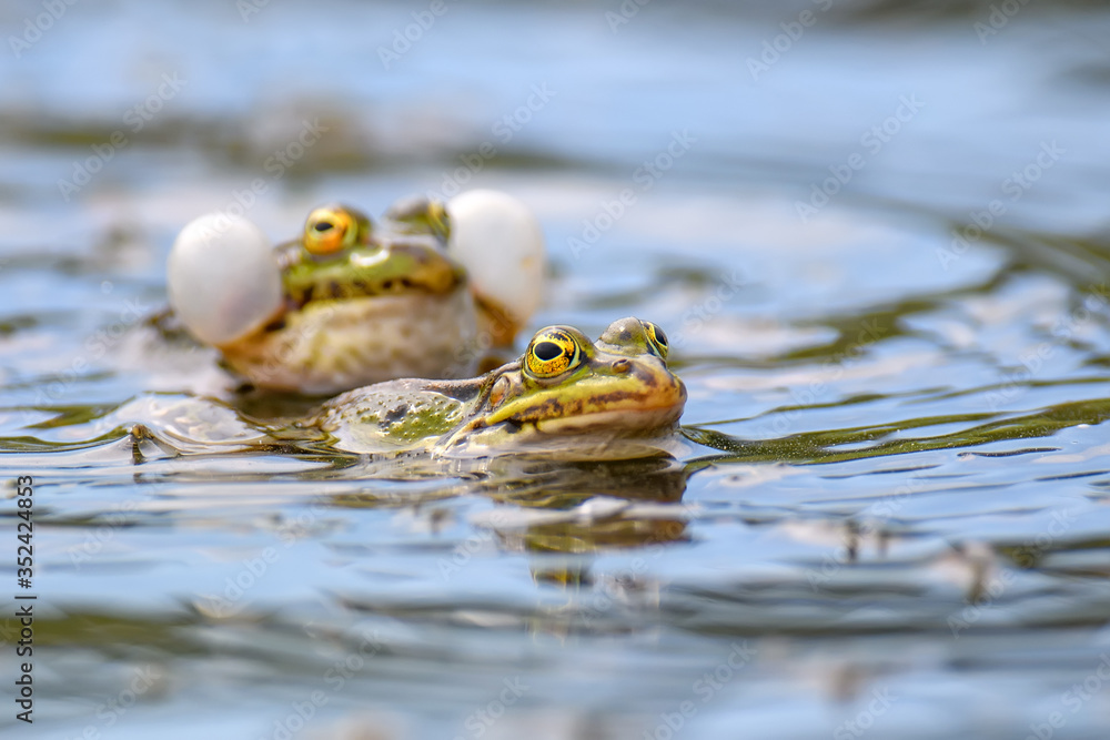 春季池塘里常见的青蛙配对
