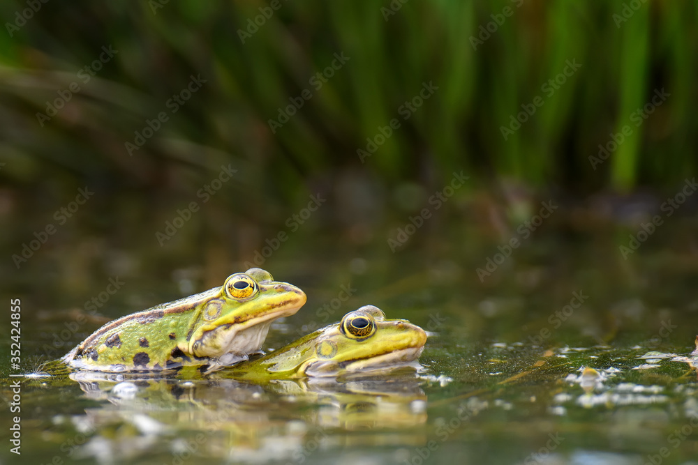 春季池塘里常见的青蛙配对
