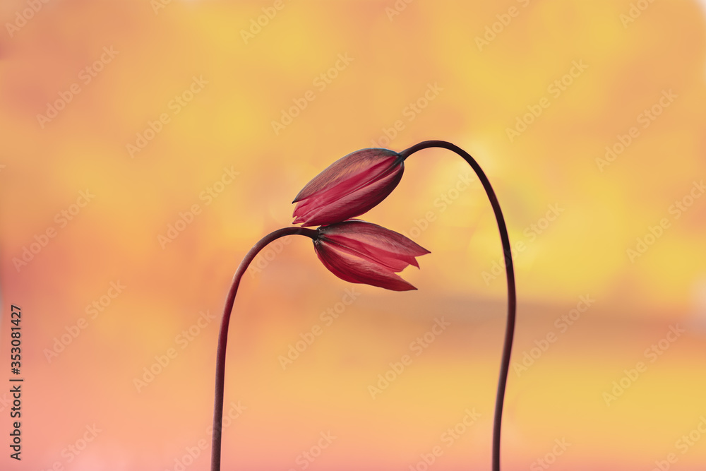 Red romantic capture of two tulips embracing. Orange background, soft focus and shallow depth of fie