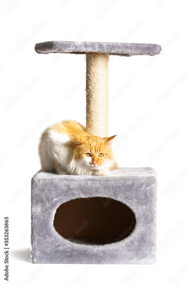Cute funny cat with scratchig post on white background