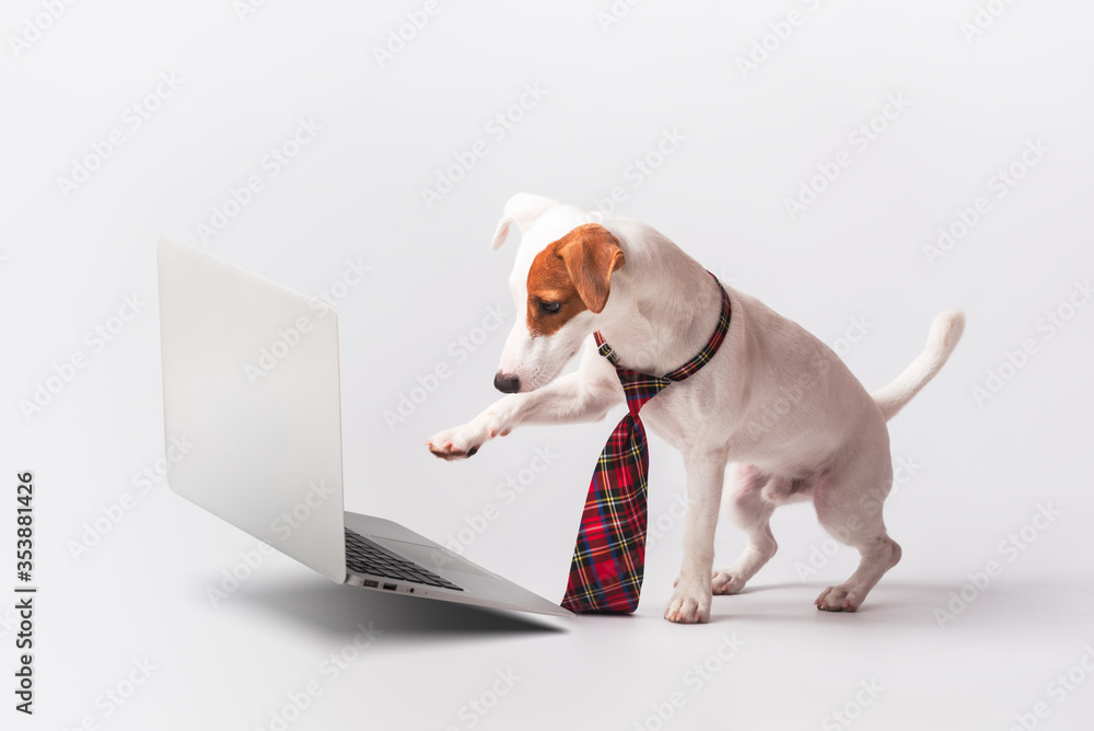 可爱的杰克罗素梗系领带，使用白色背景隔离的浮动笔记本电脑，宠物狗类型打开